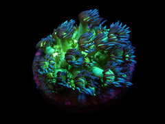 Goniopora spp. (Premium) (frag)