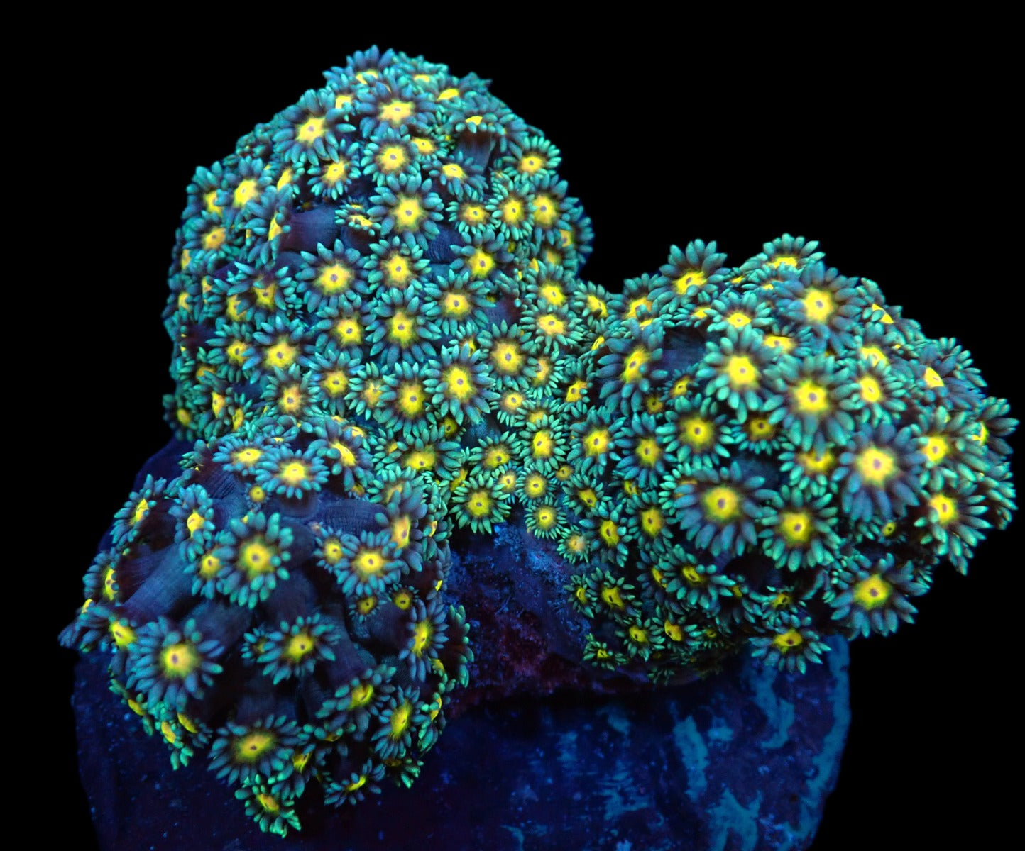 Goniopora spp. (Orange Center)