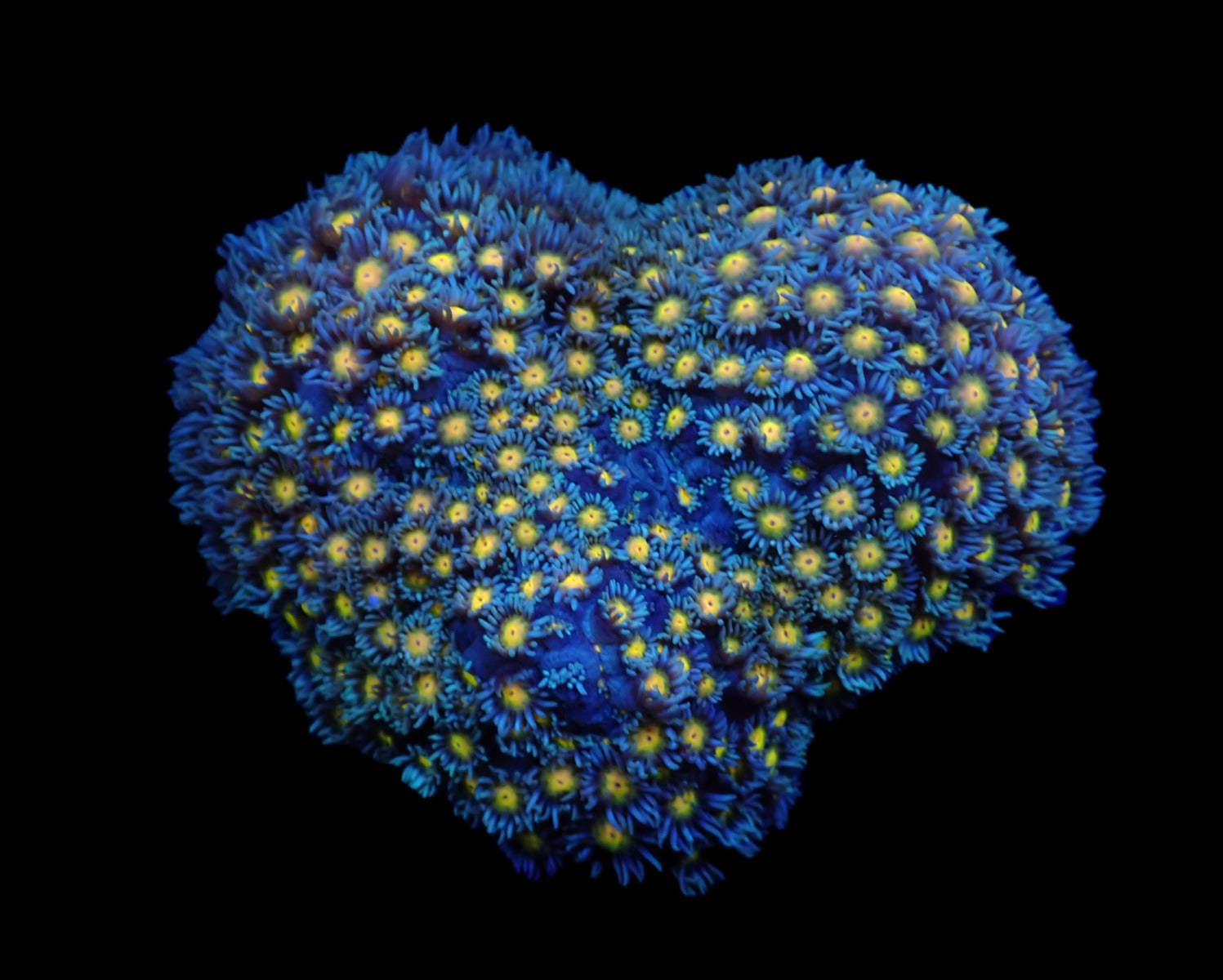 Goniopora spp. (Orange Center)
