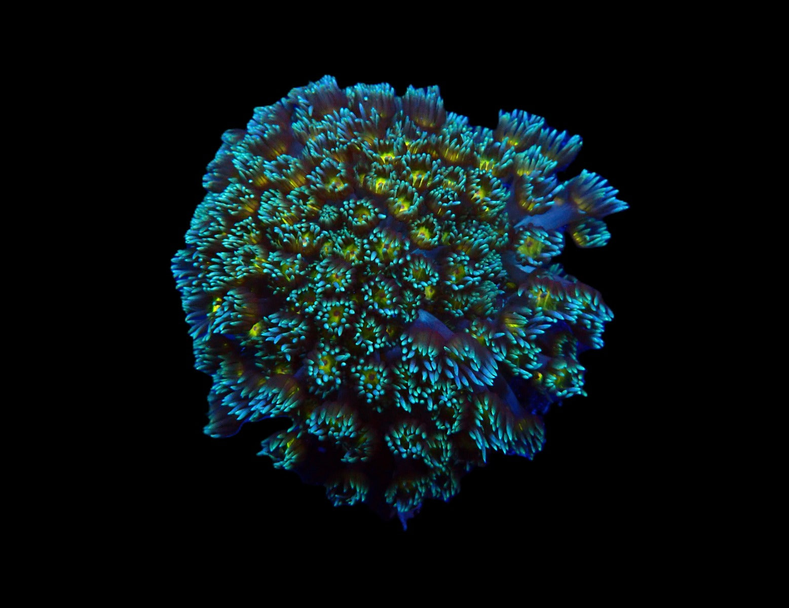 Goniopora spp. (Orange Center)