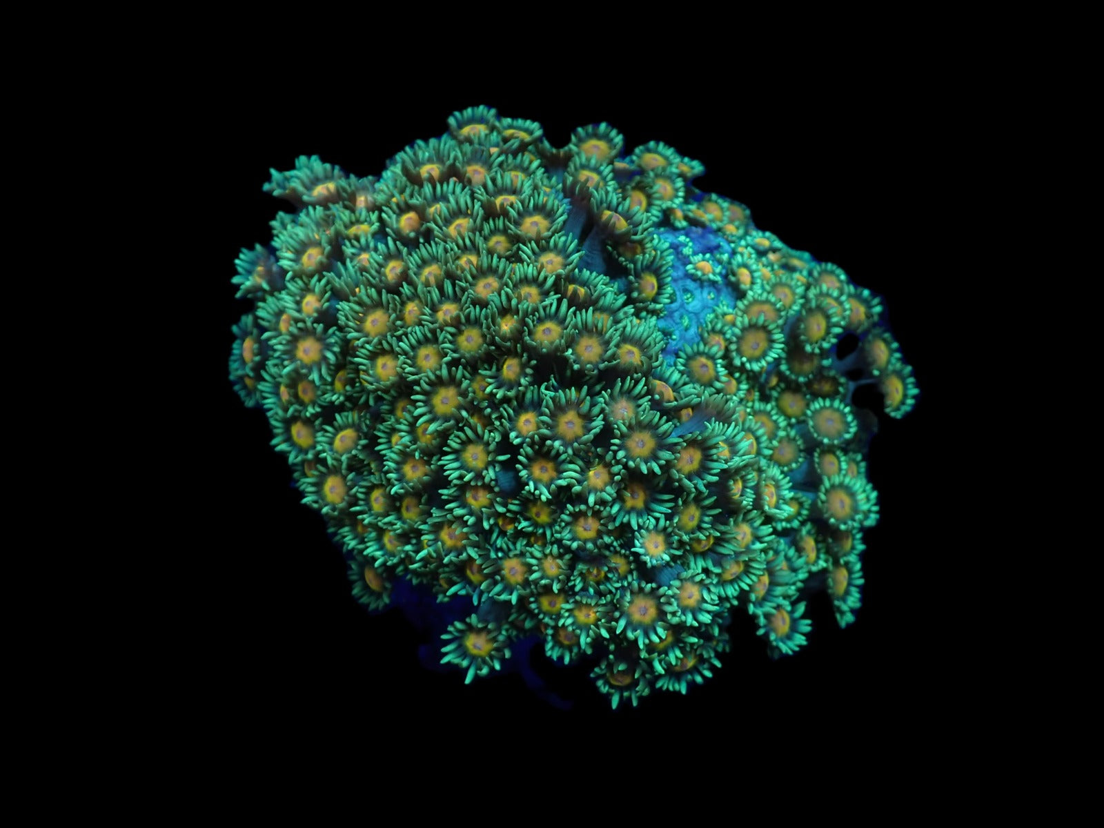 Goniopora spp. (Orange Center)