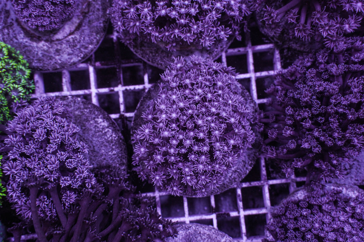 Goniopora spp. (Blue-Purple)