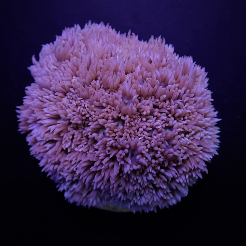 Goniopora spp. (Blue-Purple)