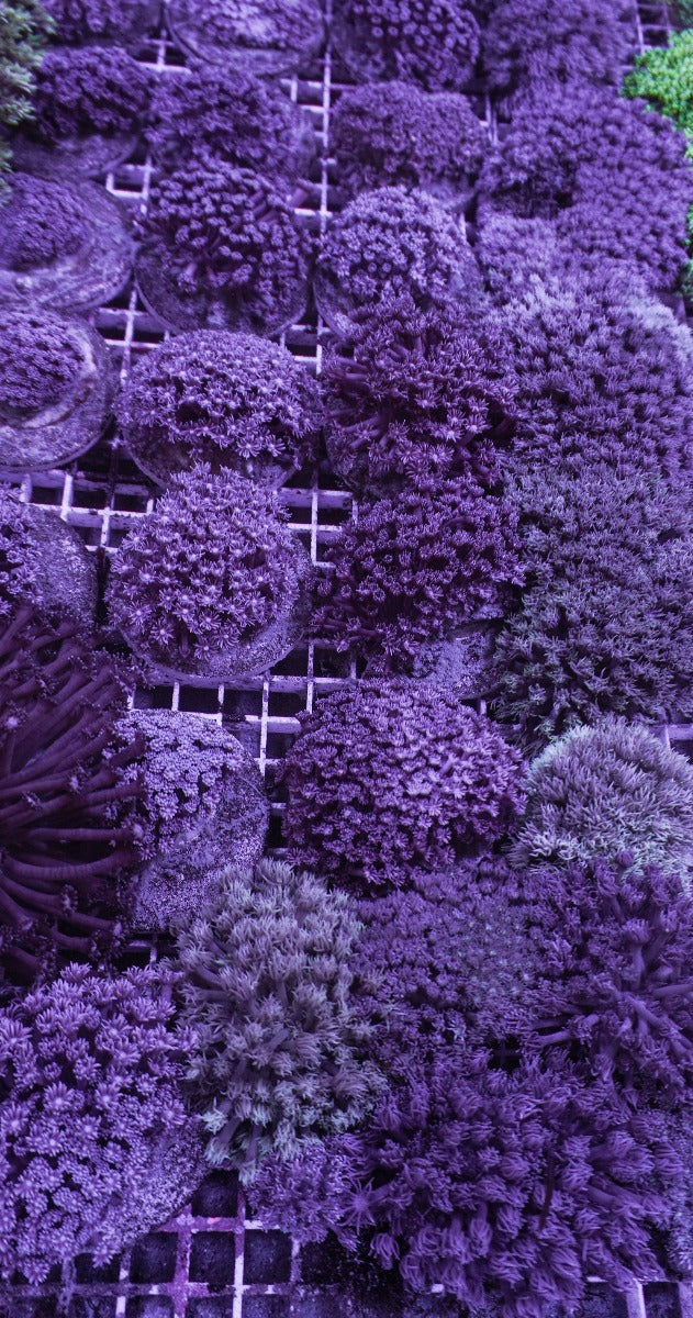 Goniopora spp. (Blue-Purple) (frag)