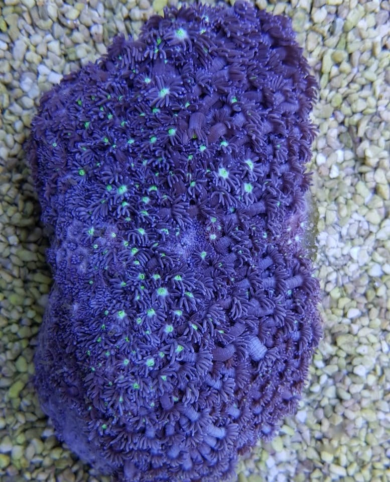 Goniopora spp. (Blue) (Premium)