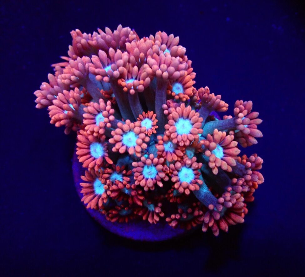 Goniopora spp. (Fire and Ice) (frag)