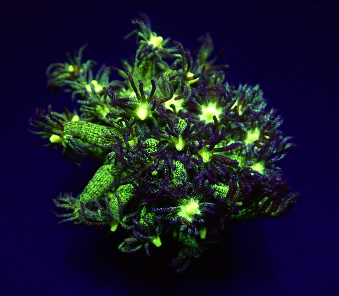 Goniopora spp. (Blue-Green Glitter) (frag)