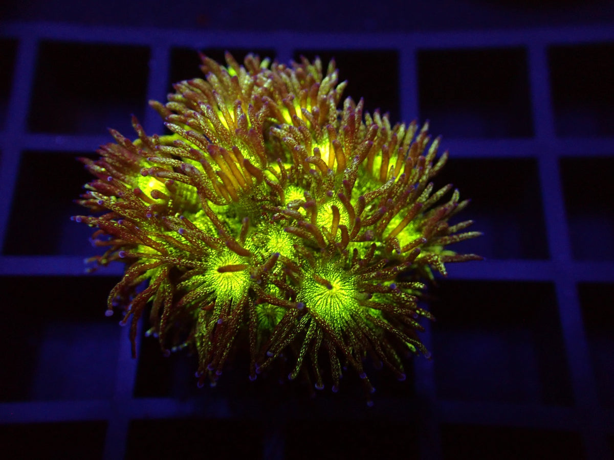 Goniopora spp. (Blue-Green Glitter) (frag)
