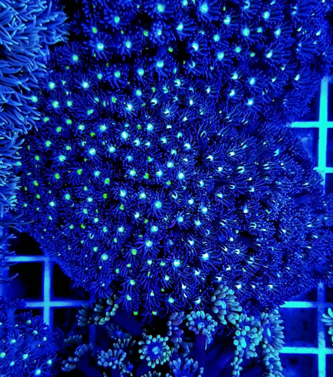 Goniopora spp. (Green-Blue Center)