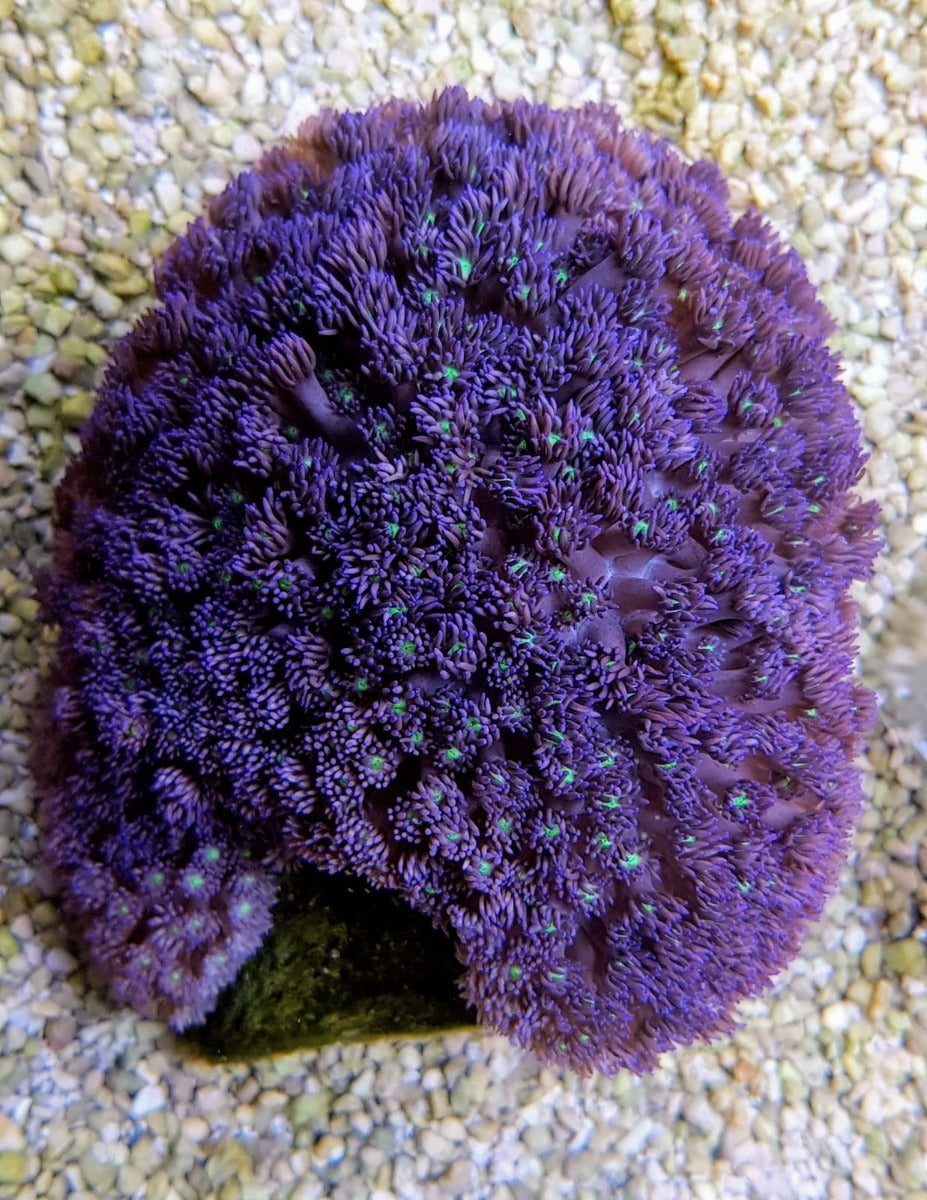 Goniopora spp. (Green-Blue Center)