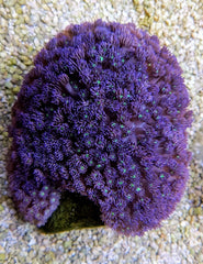 Goniopora spp. (Green-Blue Center)