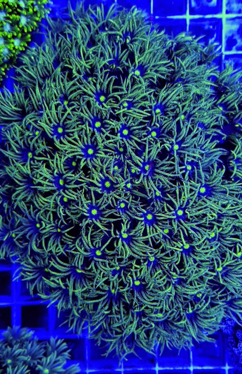 Goniopora spp. (Green-Blue Center)