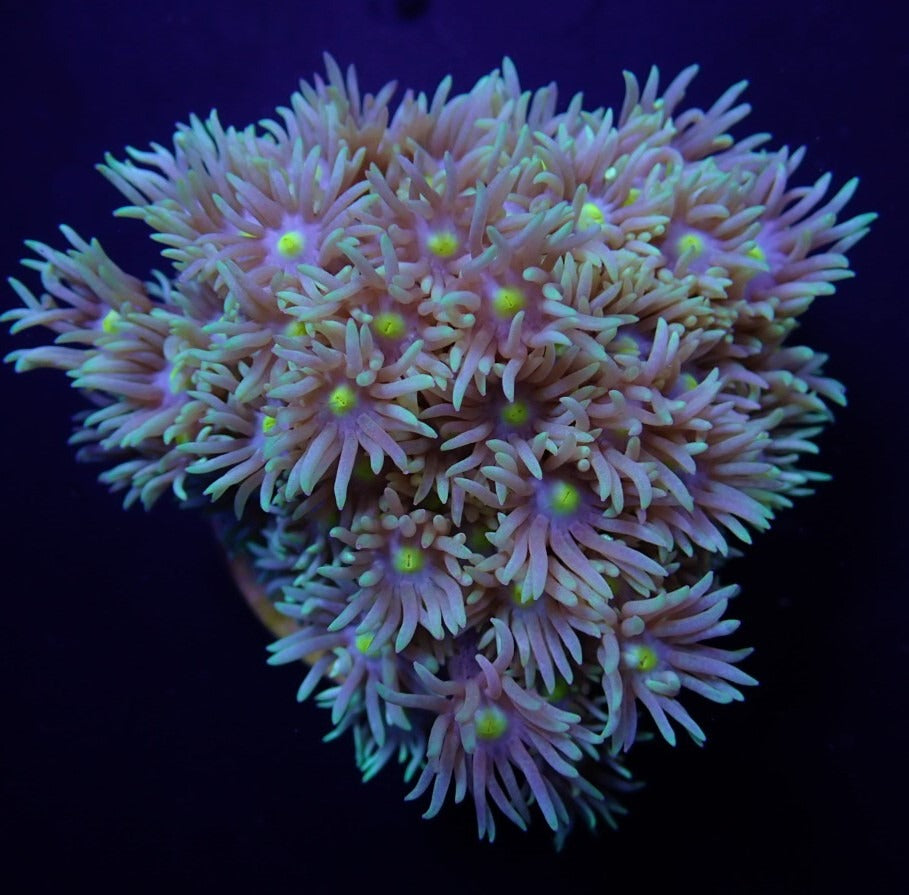 Goniopora spp. (Green-Blue Center)