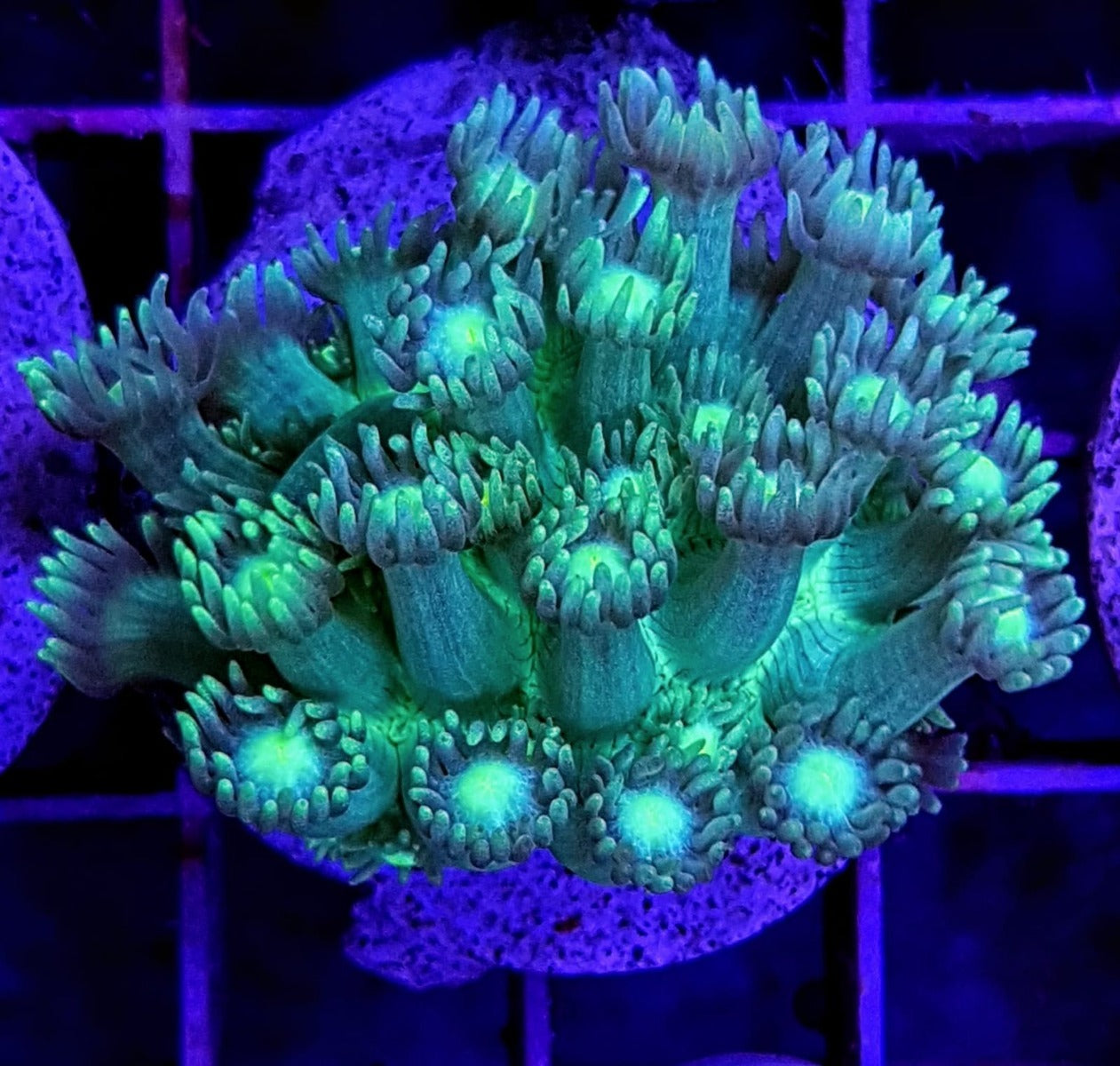 Goniopora spp. (Green)
