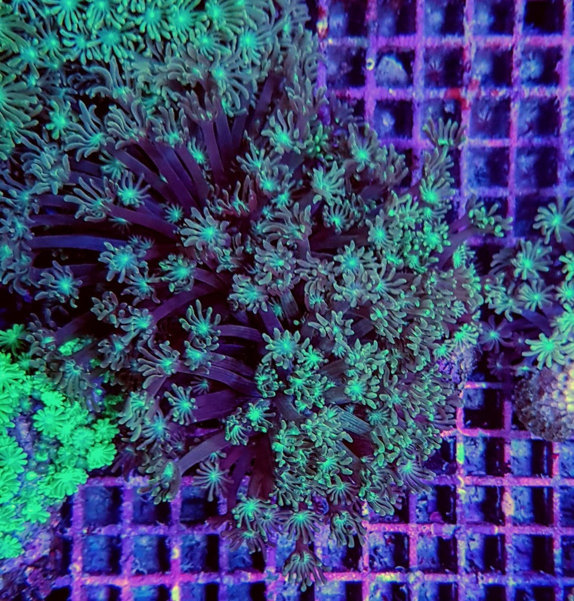Goniopora spp. (Green)