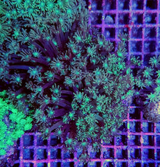 Goniopora spp. (Green)