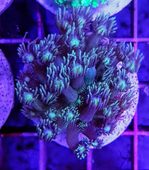 Goniopora spp. (Green-Blue Center) (frag)