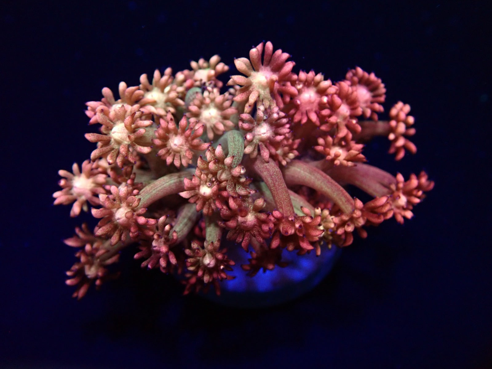 Goniopora spp. (Paloma) (frag)