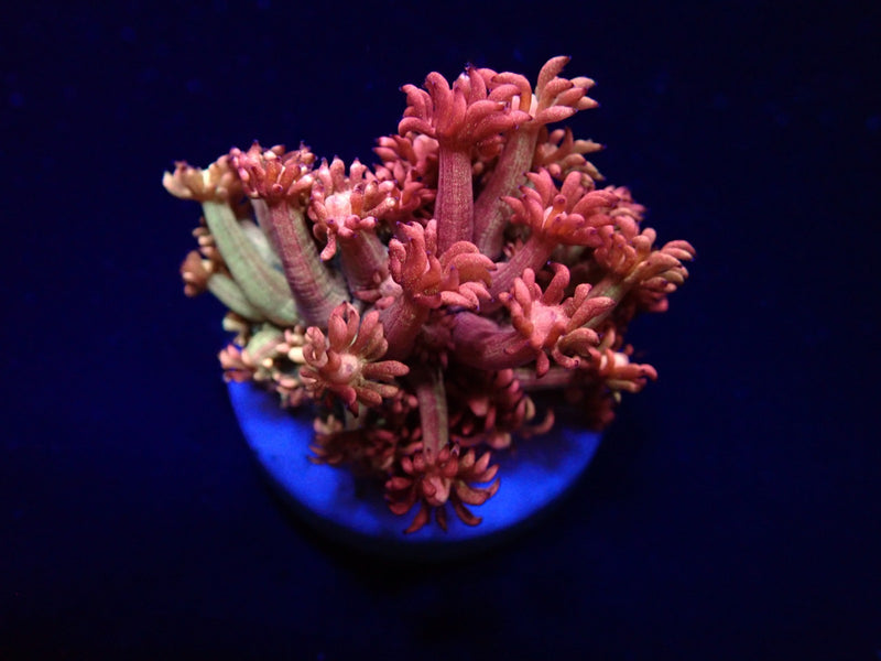 Goniopora spp. (Paloma) (frag)