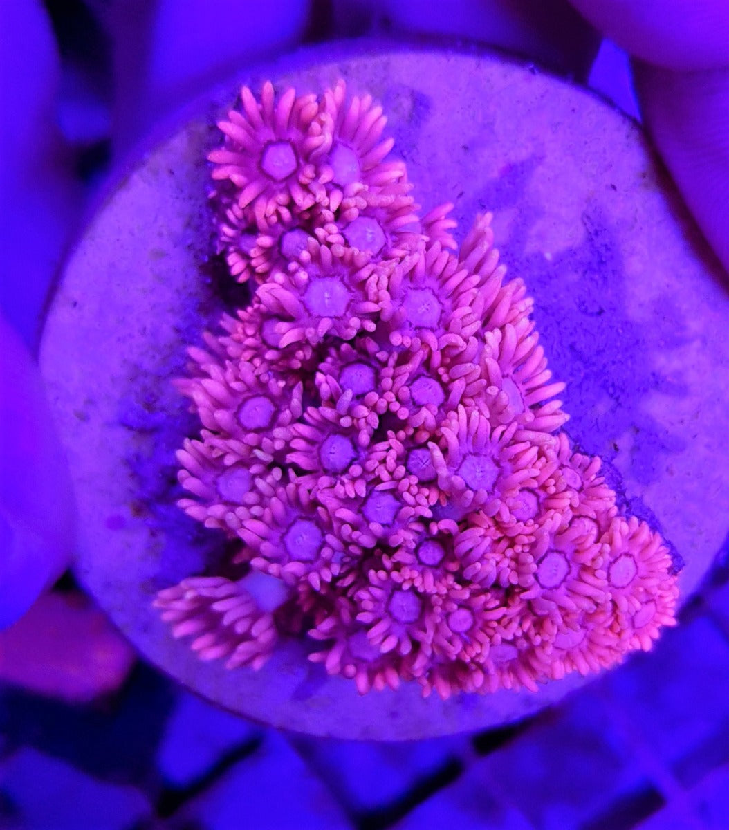 Goniopora spp. (Pink) (frag)