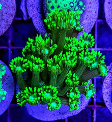 Goniopora spp. (Premium)