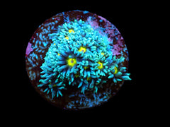 Goniopora spp. (Orange Center) (frag)