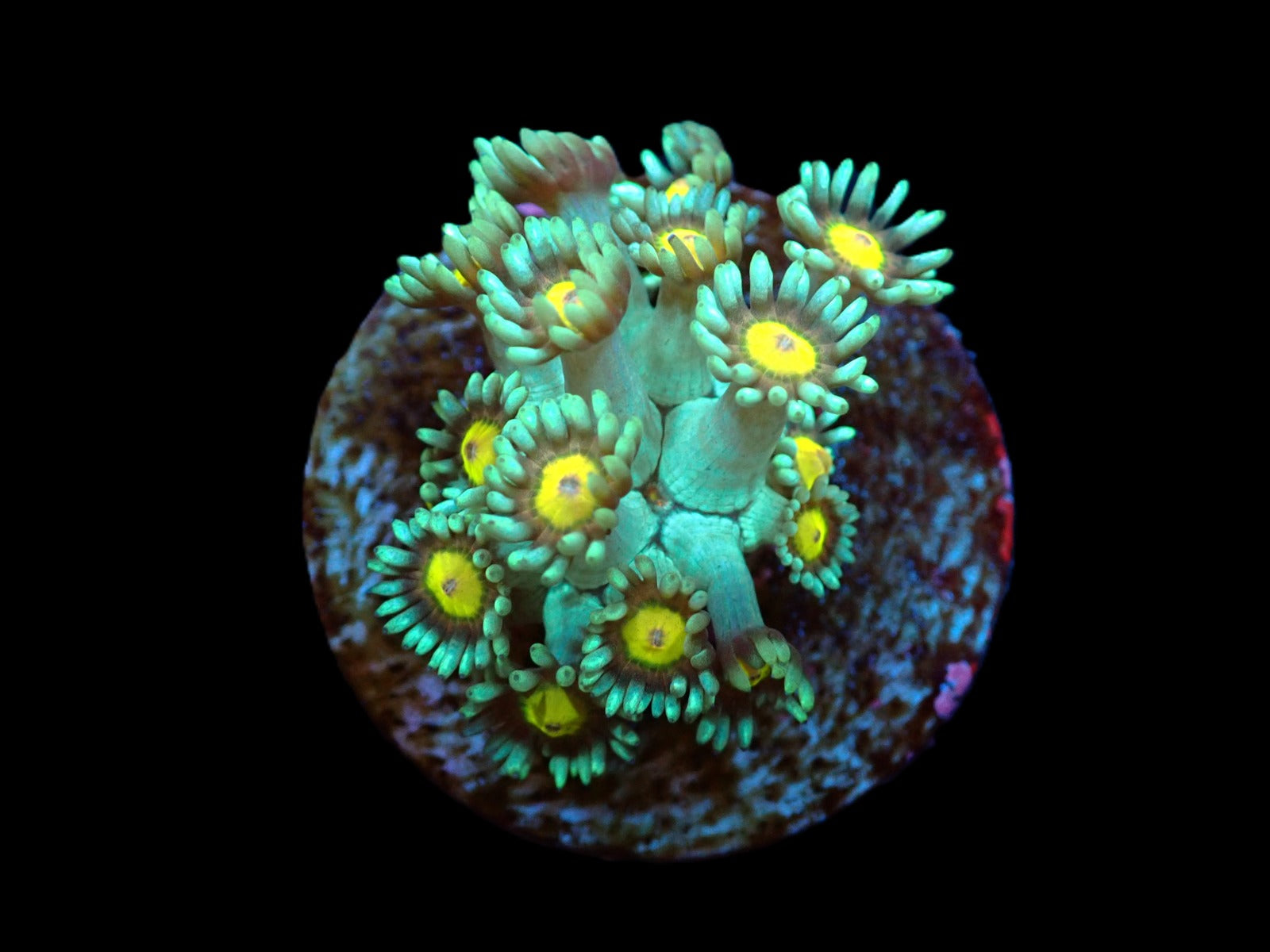 Goniopora spp. (Premium) (frag)