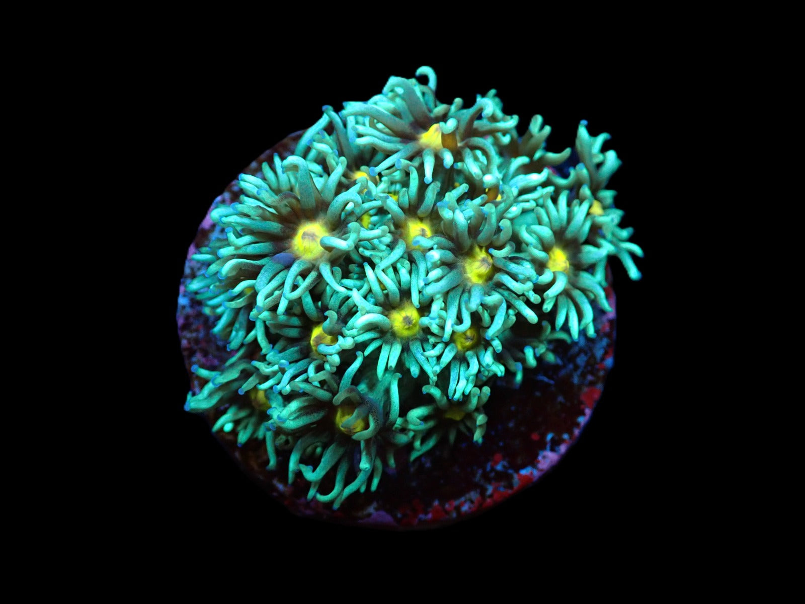 Goniopora spp. (Orange Center) (frag)