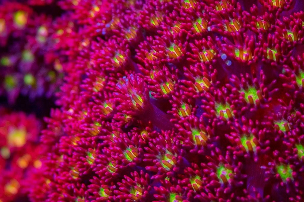 Goniopora spp. (Red-Yellow-Green Center)