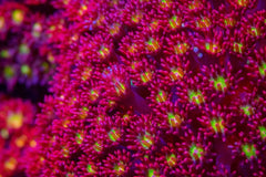 Goniopora spp. (Red-Yellow-Green Center)