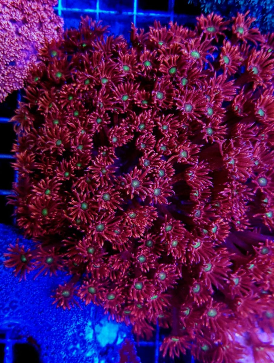 Goniopora spp. (Red-Yellow-Green Center)
