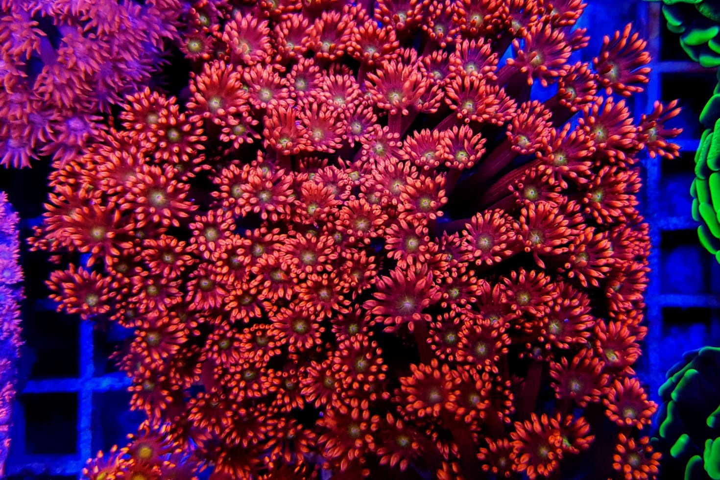 Goniopora spp. (Red-Yellow-Green Center)