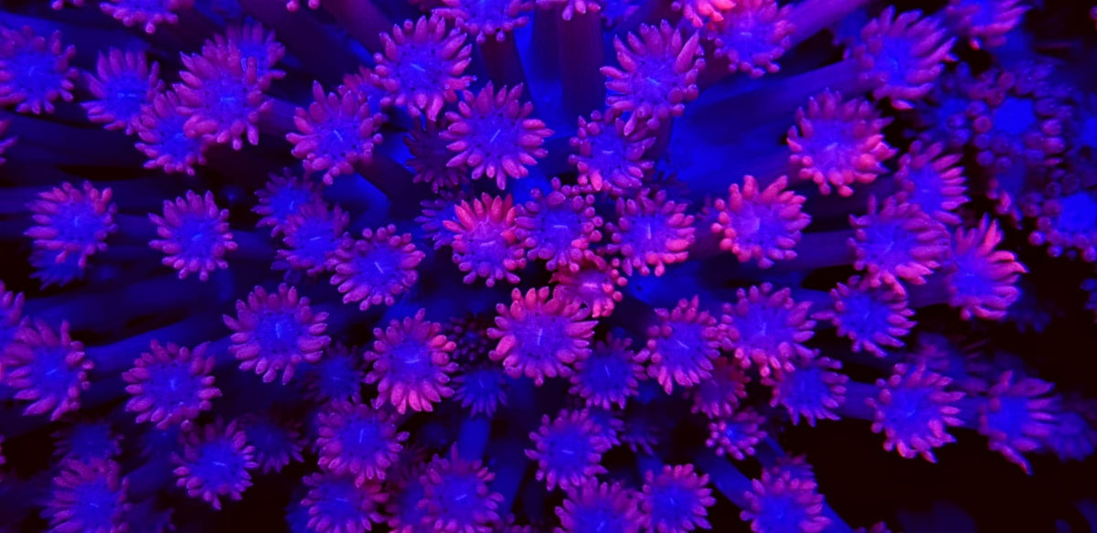 Goniopora spp. (Red)