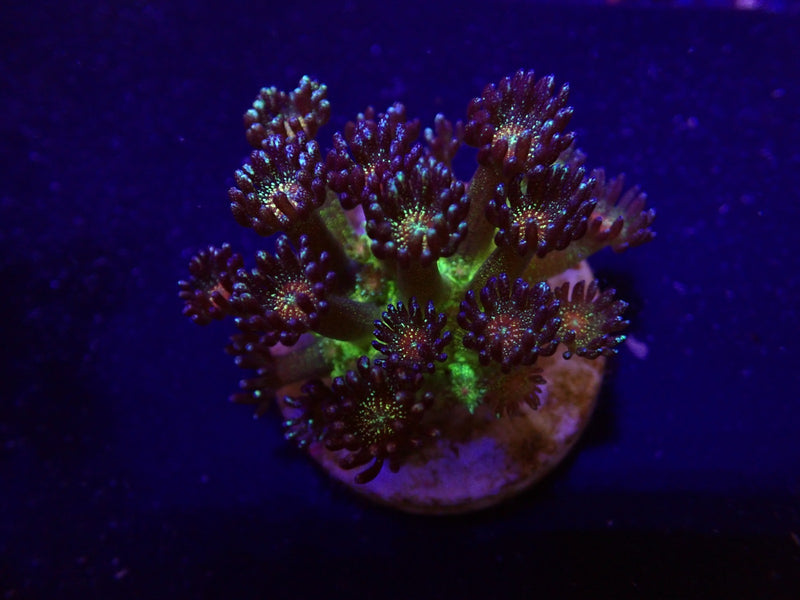 Goniopora spp. (Red Face Glitter) (frag)