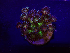 Goniopora spp. (Red Face Glitter) (frag)