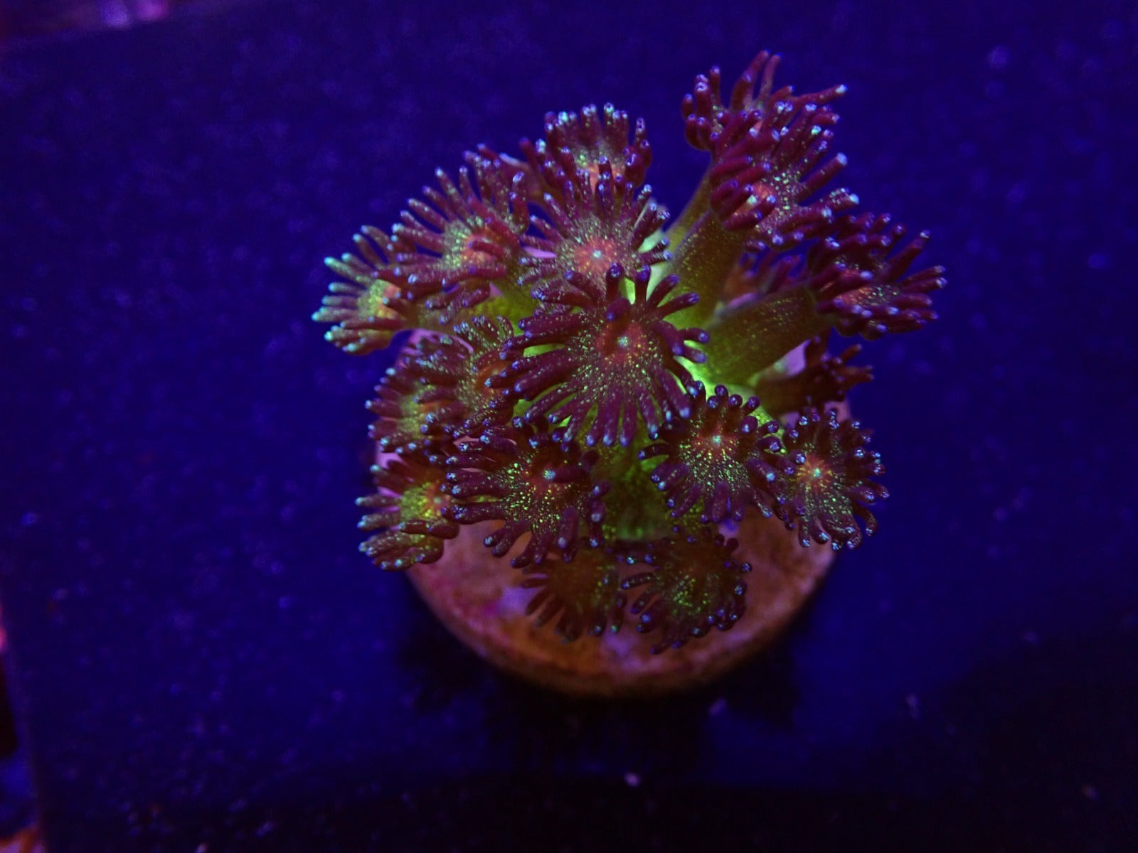 Goniopora spp. (Red Face Glitter) (frag)