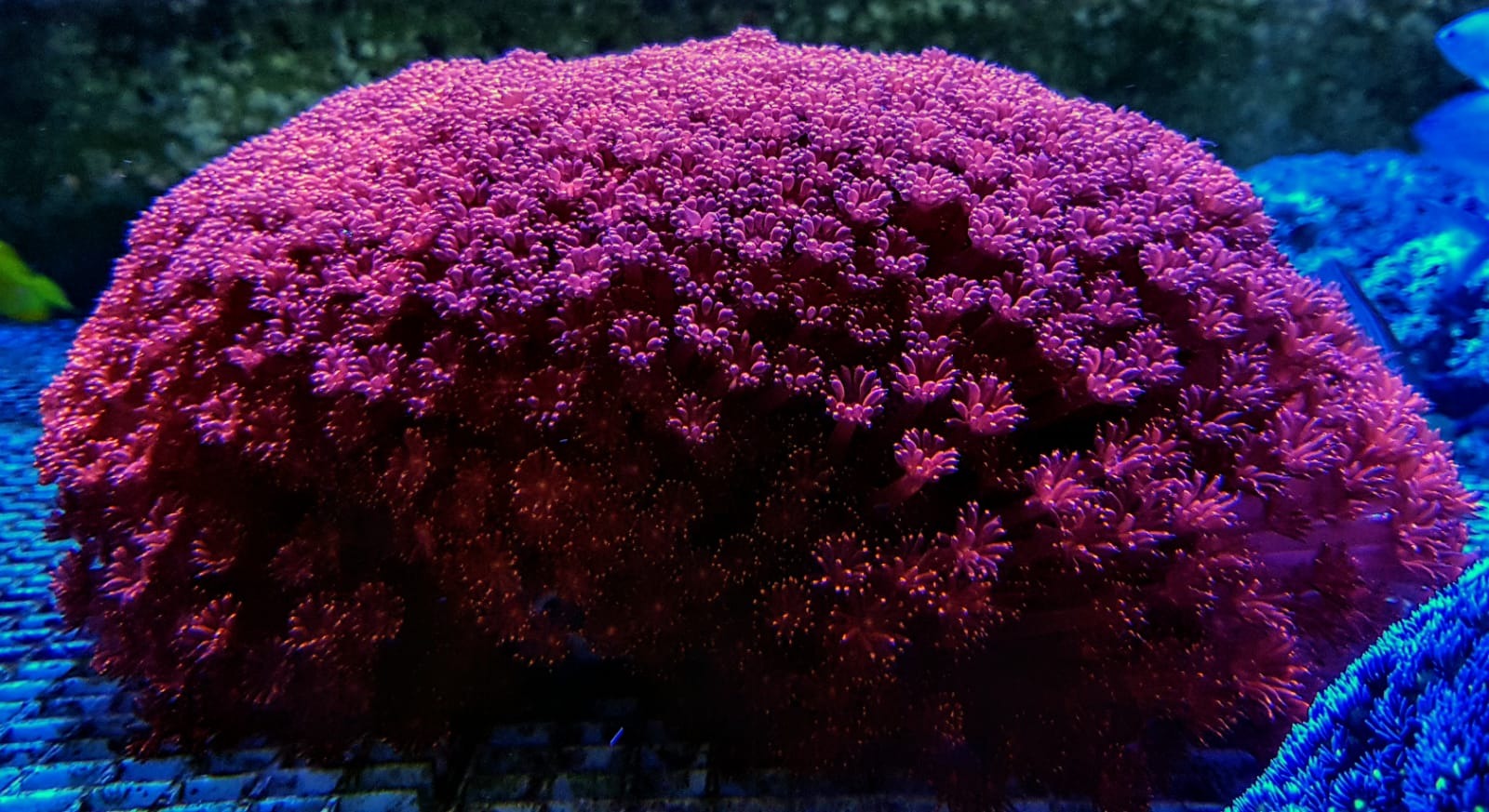 Goniopora spp. (Red) (Premium)