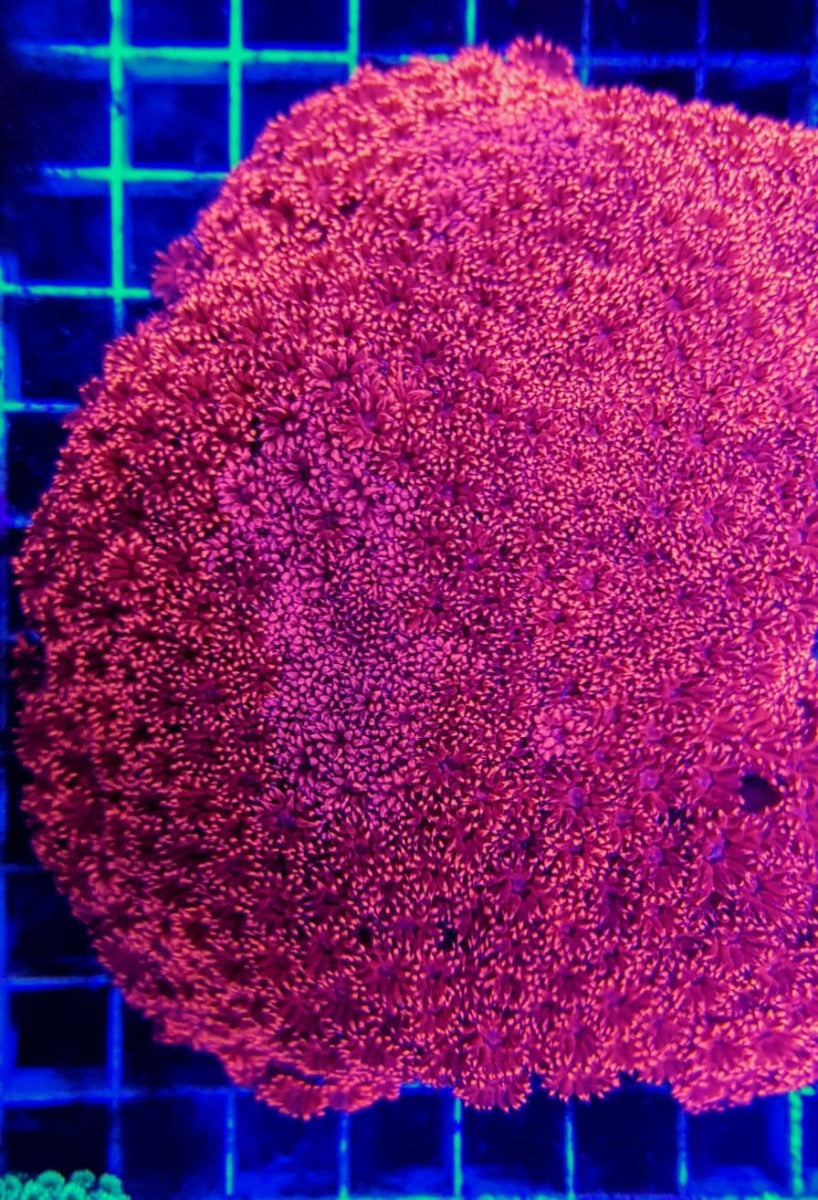 Goniopora spp. (Red) (Premium)