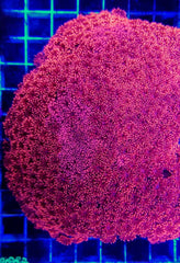 Goniopora spp. (Red) (Premium)