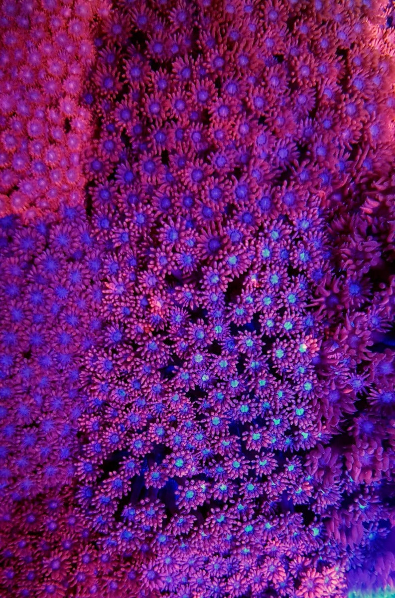 Goniopora spp. (Red) (Premium)