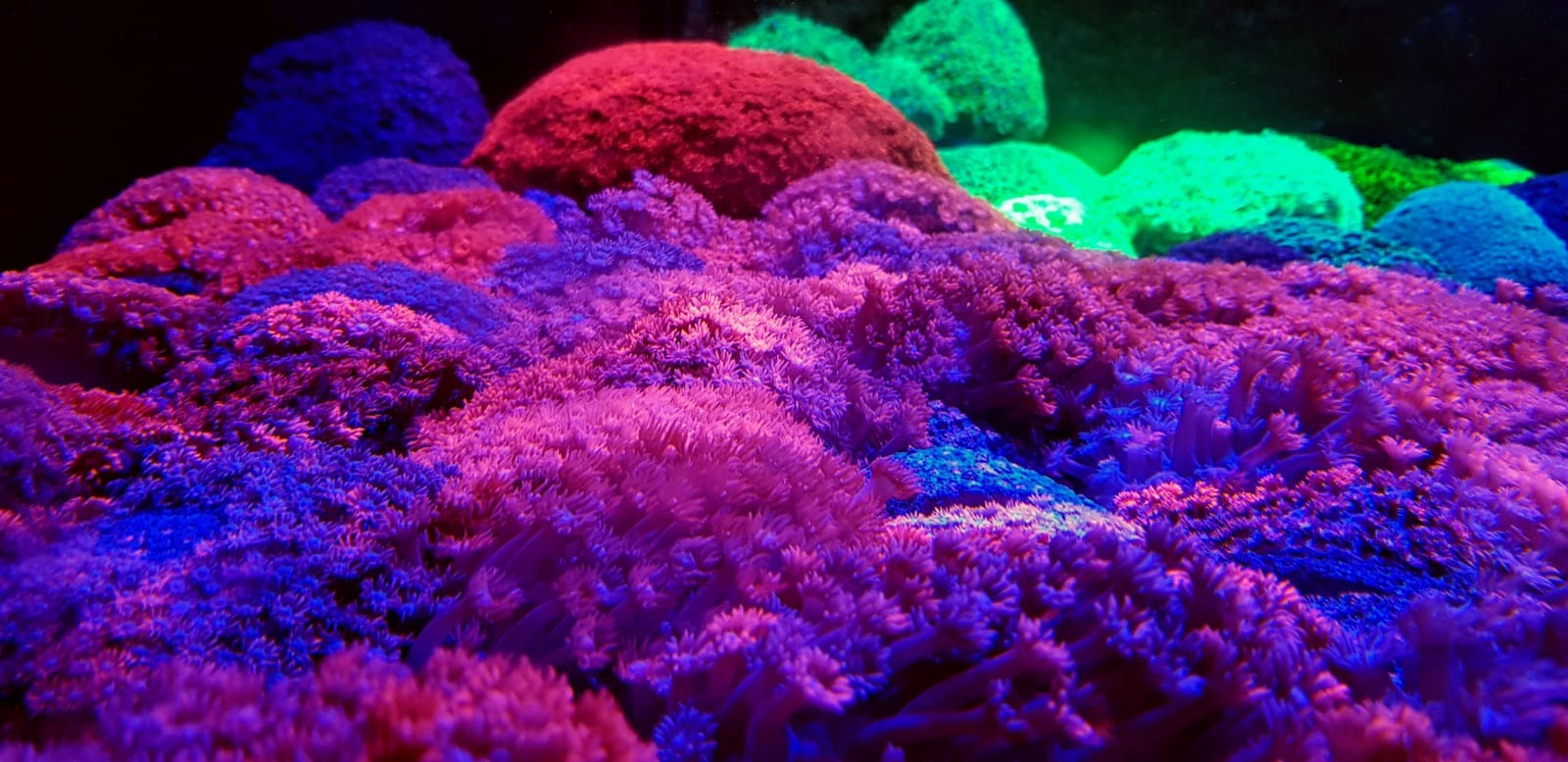 Goniopora spp. (Red) (Premium)