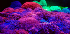 Goniopora spp. (Red) (Premium)