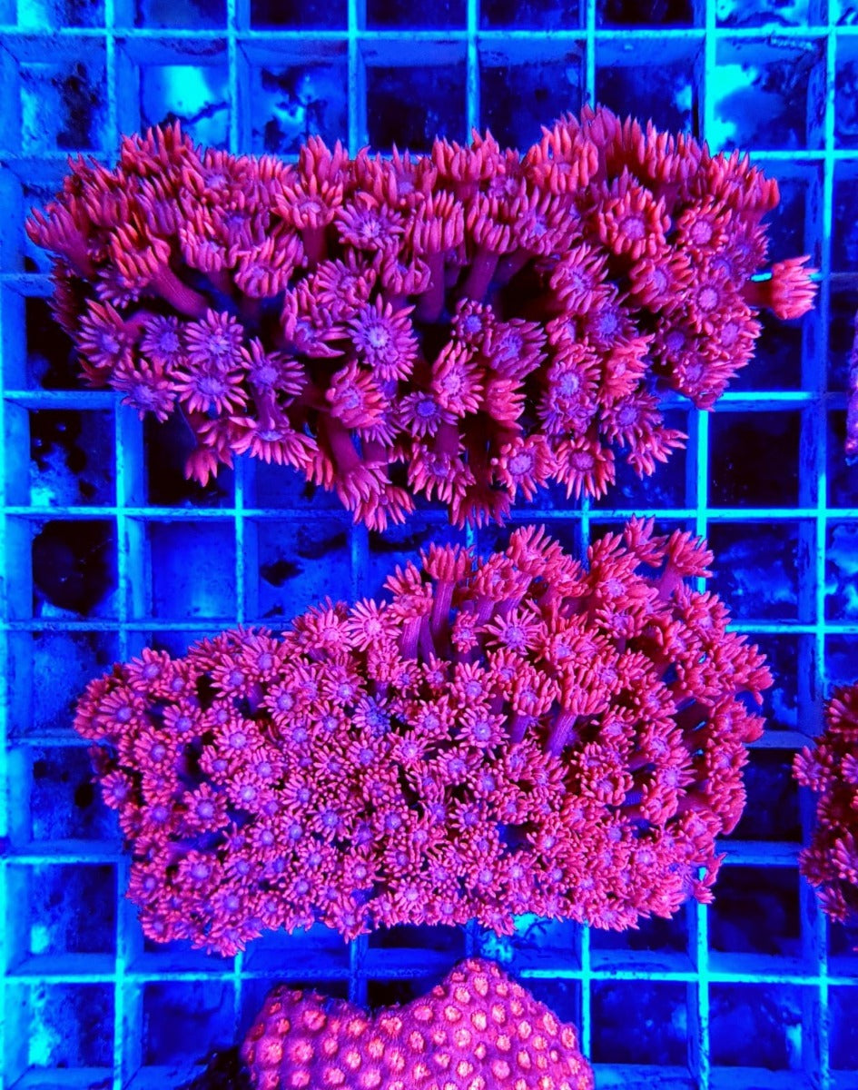 Goniopora spp. (Red) (Premium)