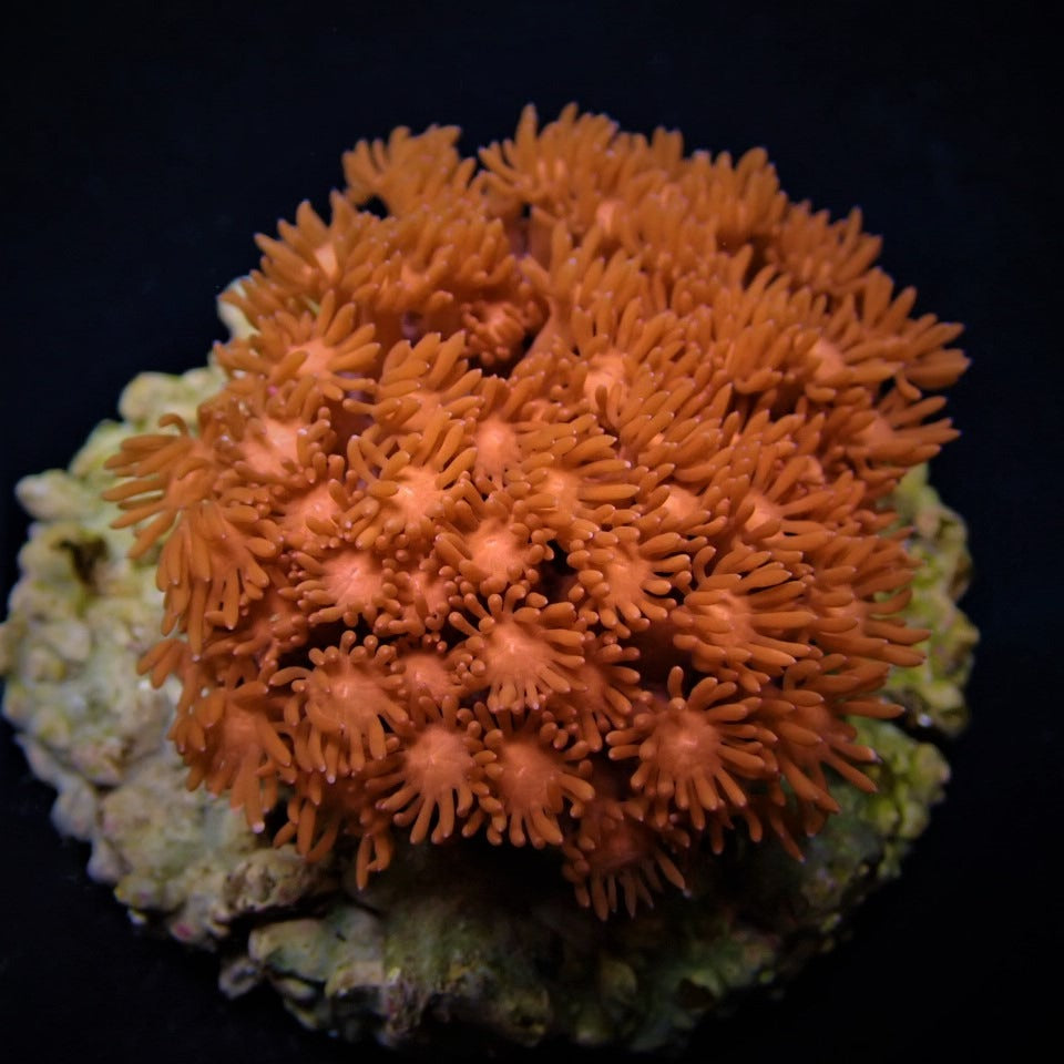 Goniopora spp. (Red) (Premium)
