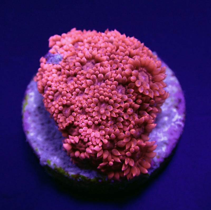Goniopora spp. (Red) (Premium) (frag)