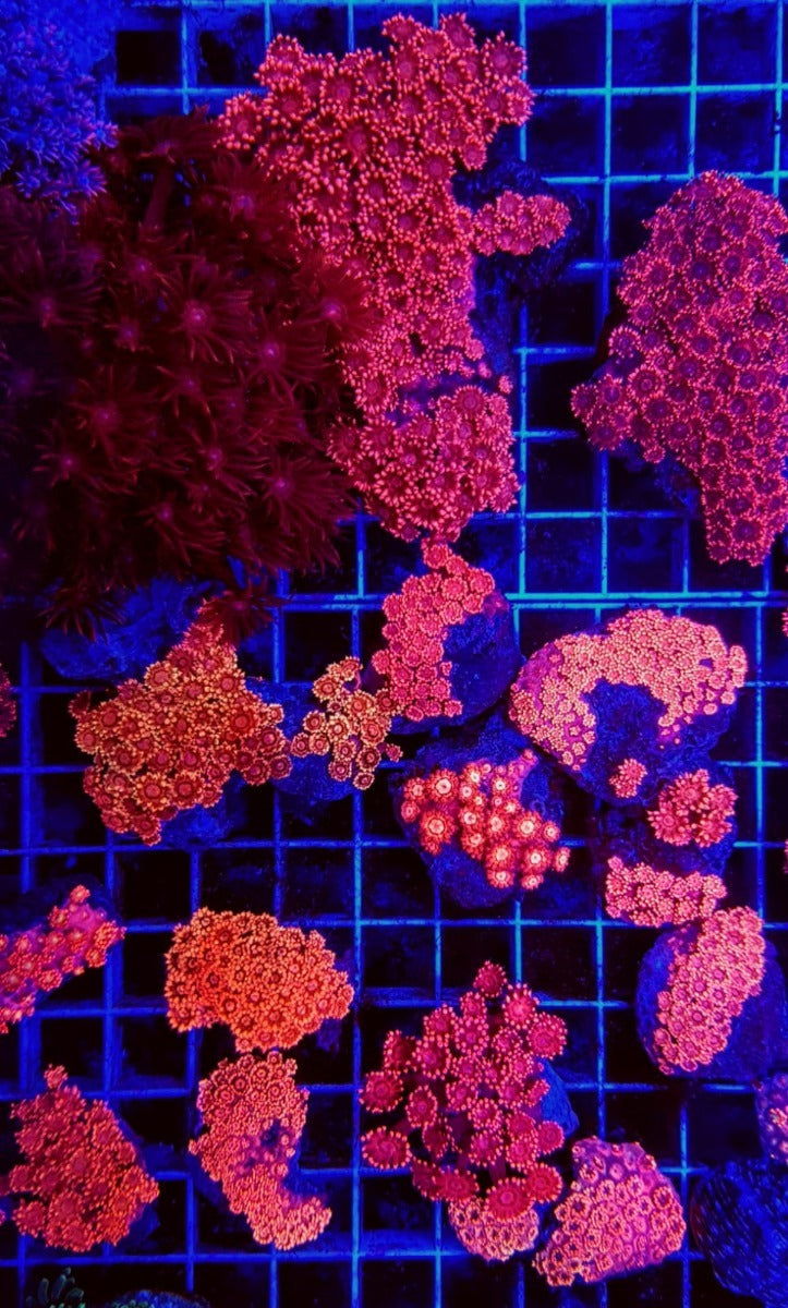 Goniopora spp. (Red) (Ultra)