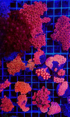 Goniopora spp. (Red) (Ultra)