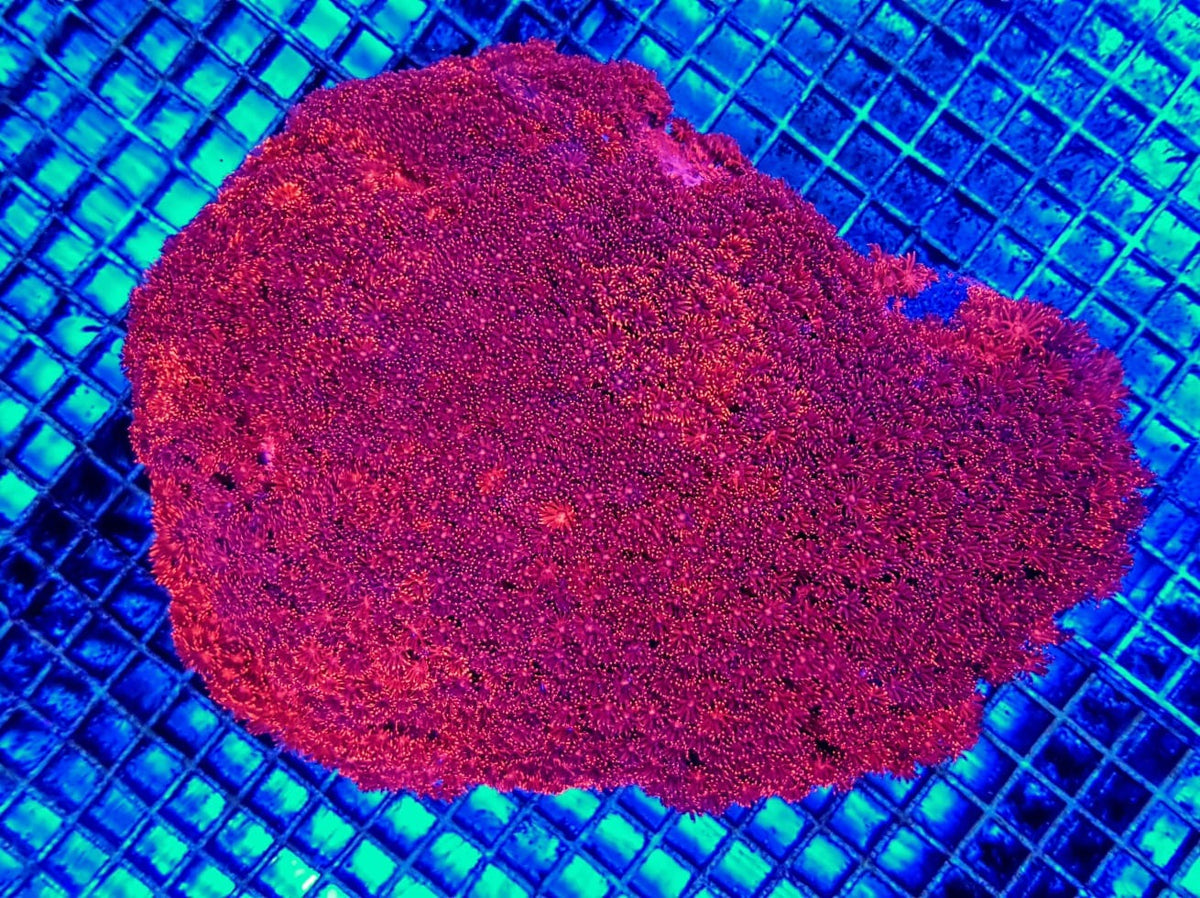 Goniopora spp. (Red) (Ultra)