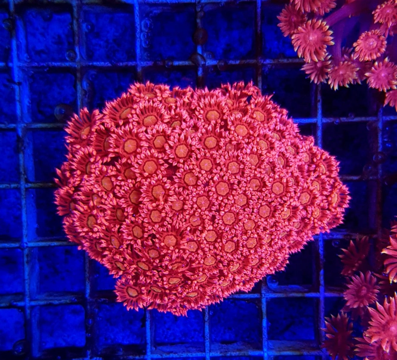 Goniopora spp. (Red) (Ultra)