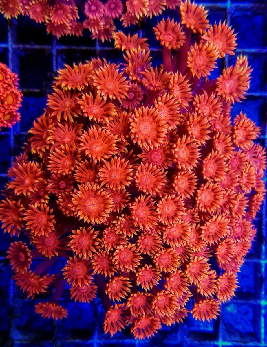 Goniopora spp. (Red) (Ultra)